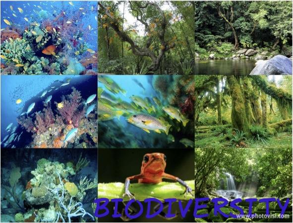 Preserve Biodiversity