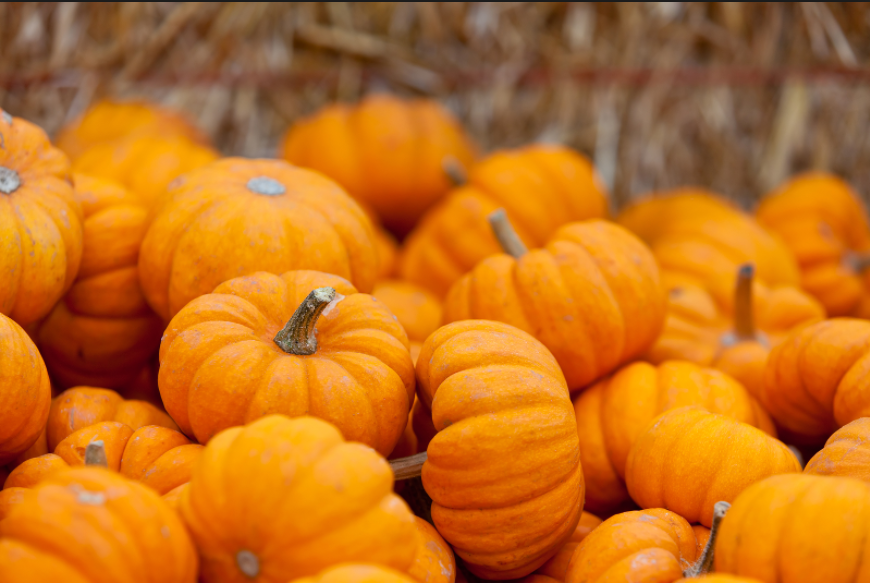 Pumpkin-lovers celebrate all-things pumpkin on October 26th. 