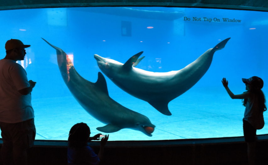 The National Baltimore Aquarium: Are aquariums ethical?