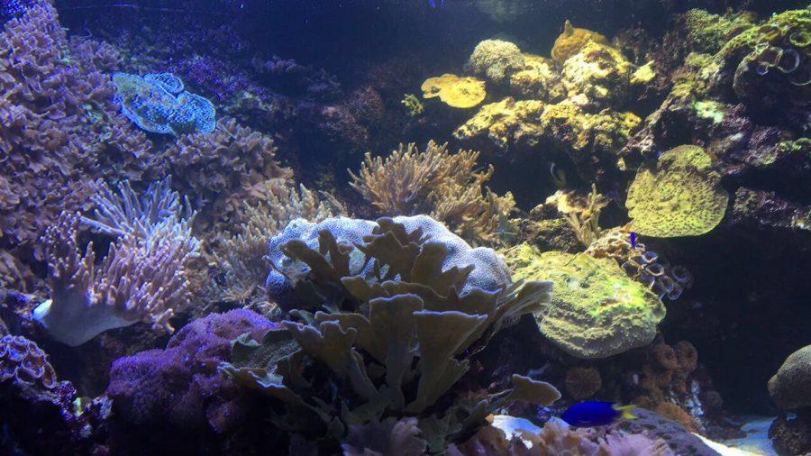 The National Baltimore Aquarium: A Taste of the Worlds Sea Life