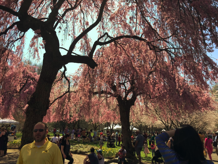 The Subaru Cherry Blossom Festival of Greater Philadelphia shares Japanese culture with visitors