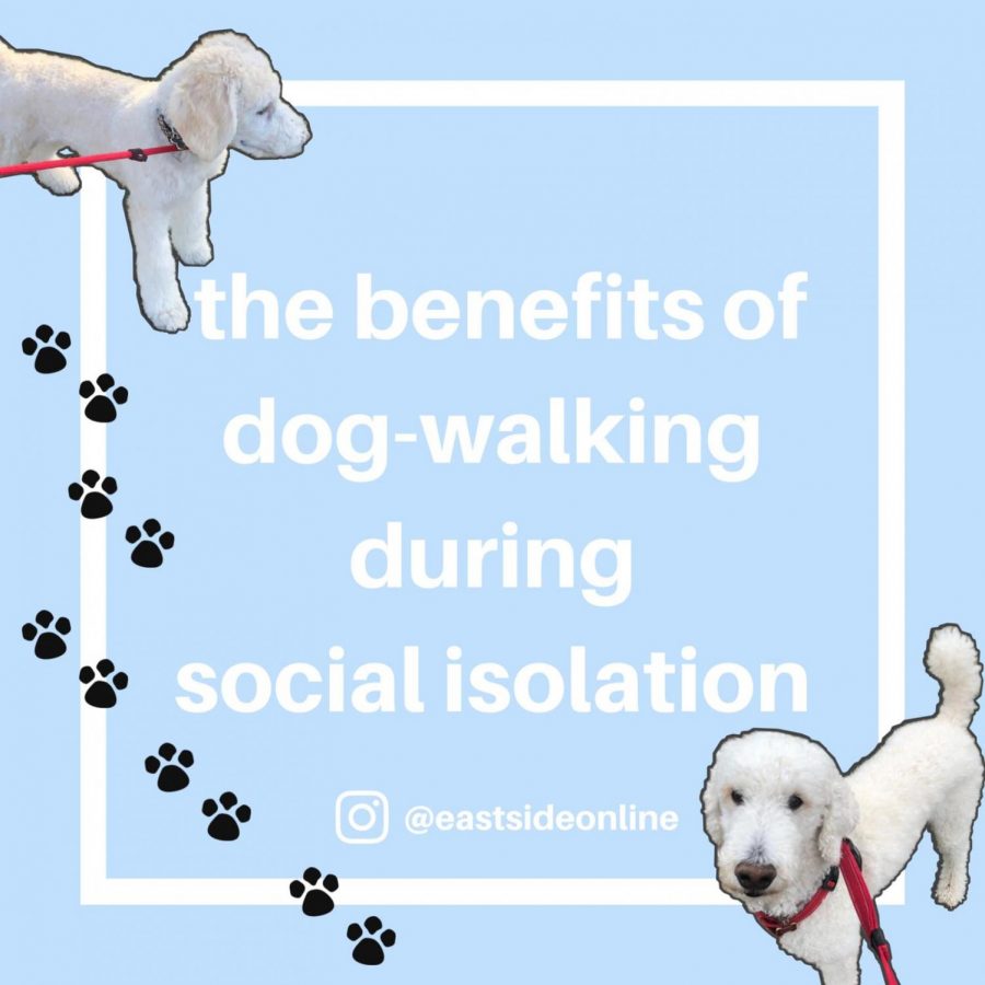 The benefits of dog-walking during social isolation