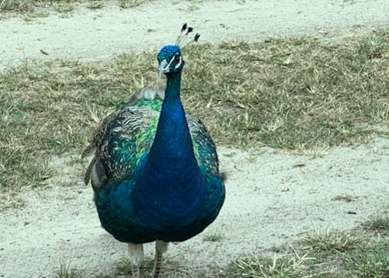 A peacock takes a leisurely stroll on the safari path at Six Flags.