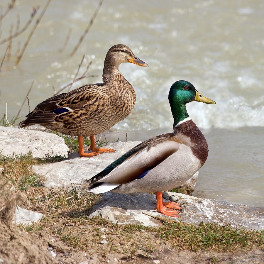 Ducks: A Metaphor for Coexisting