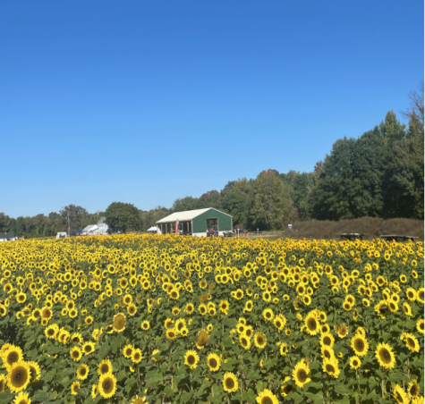 The field of sunflowers at Dalton Farms annual Festival.