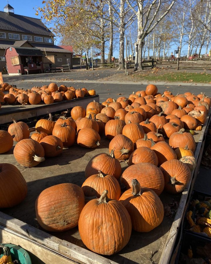Johnsons Farm has many pumpkins to pick from before Autumn ends.