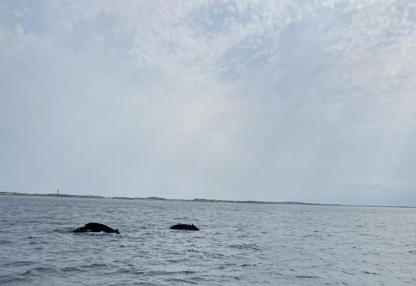 PHOTOS: Whale watching in Plymouth, Massachusetts