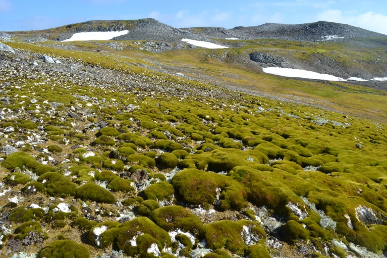 The Antarctic Peninsula now features some shockingly green landscapes.