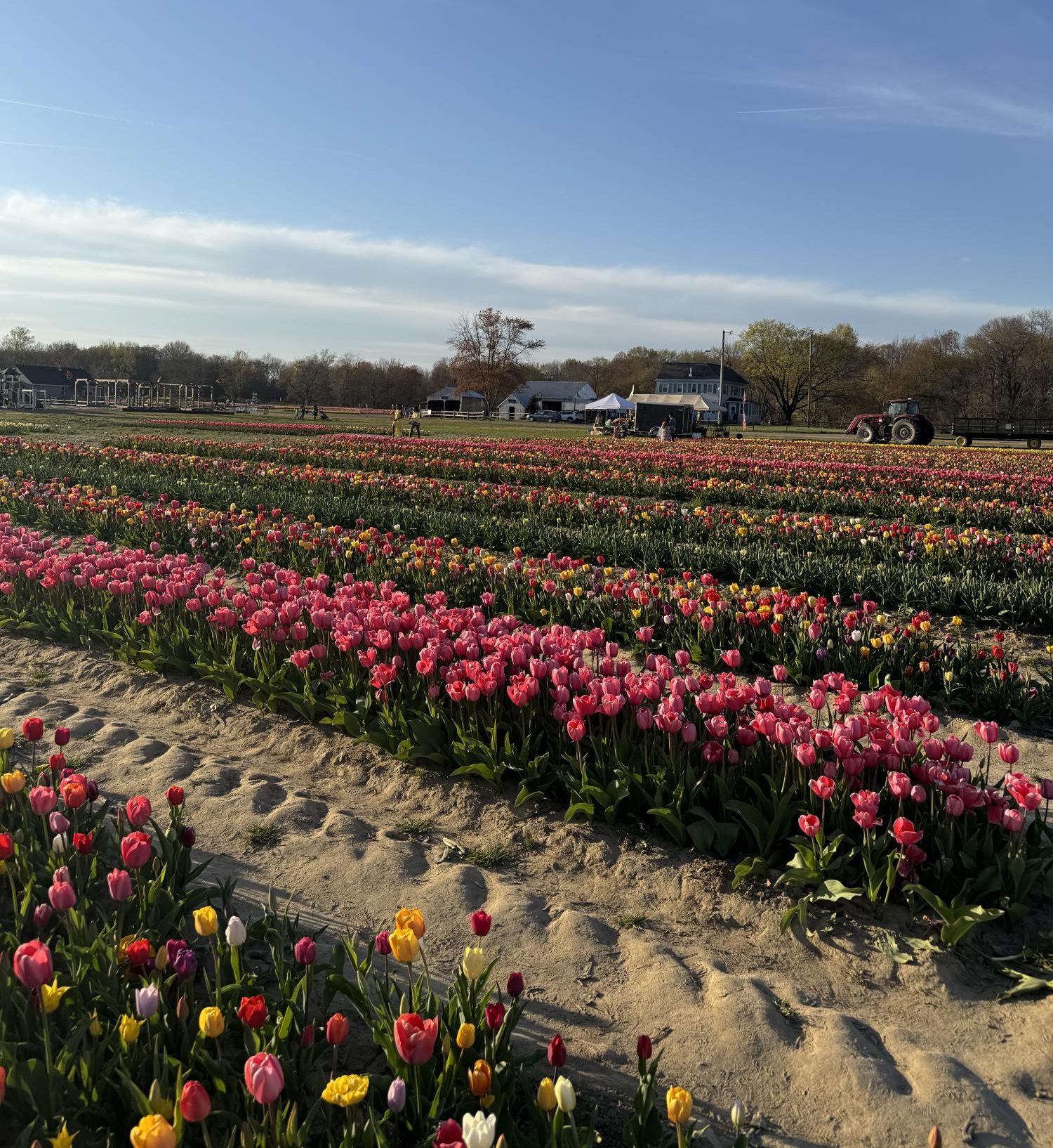 Dalton Farms' Tri-State Tulip Festival presents a rainbow of colors – Eastside